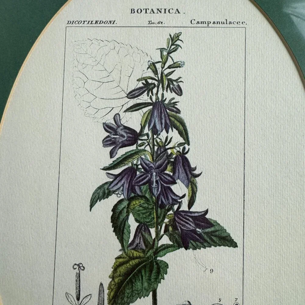 Vintage Reproduction Litho Florales Botanical Art CAMPANULA Framed